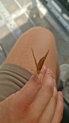 A close-up shot shows an orange butterfly with black markings perched on a person's finger. The butterfly is facing the camera with its wings open, revealing intricate patterns. The person's hand and part of their leg, clad in khaki shorts, are visible. The background is blurred but appears to be an outdoor setting with a checkered surface and a metallic structure. The butterfly then slowly closes its wings and begins to move its legs.
