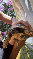 Person documents tortoise encounter in Montenegrin coastal town