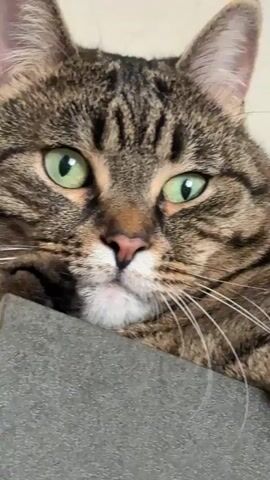 A close-up video captures a tabby cat with green eyes and striped fur resting its head on a gray surface. The cat's eyes are wide and its gaze is directed slightly to the right. The background is a light-colored wall. The video is looped and does not show any significant movement or action from the cat.
