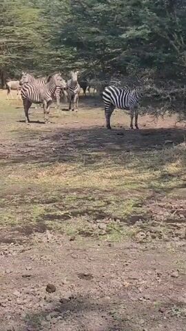 The video shows a herd of zebras grazing in a grassy area with scattered trees.  Four zebras are prominently visible, standing in a clearing with one partially obscured by tree foliage.  A few additional animals, possibly wildebeests, can be seen farther away in the background. The ground is a mix of dry grass and exposed soil.  The scene appears to be captured during the daytime.