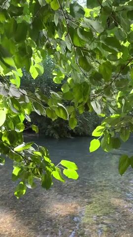 The media file shows a close-up view of lush green leaves hanging from tree branches, obscuring much of the background. The leaves are illuminated by sunlight, creating a dappled effect. Through the foliage, a clear, shallow river is visible. The riverbed is covered with small, smooth pebbles, and the water's surface reflects the light. The surrounding area appears to be densely vegetated with trees and bushes, suggesting a natural, wooded environment.

The time of day appears to be daytime, likely morning or afternoon, given the bright sunlight. The weather seems to be clear and sunny. The scene evokes a sense of tranquility and nature's beauty. The location is specified as Mevoot HaHermon Regional Council, Israel. There is no visible text in the media file. The focus is on the natural scenery, with no people or specific objects of interest beyond the leaves and the river.