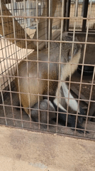 Zoo animals documented in caged enclosures in Markurdi, Nigeria