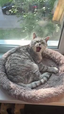 This media file is a vertical, close-up video of a grey tabby cat yawning and then licking its lips. The cat is lying down in a fluffy, round, grey pet bed positioned on a windowsill. Sunlight streams through the window, illuminating the cat and casting a warm glow.

Through the window, a blurry green backdrop suggests trees and foliage. A portion of a dark-colored car is visible in the upper left quadrant of the frame, indicating an outdoor scene beyond the window. The overall lighting suggests it is daytime, likely late morning or early afternoon due to the bright sunlight. The cat appears relaxed and comfortable in its bed, initially in a deep yawn that transitions to a moment of grooming or settling. There is no visible text in the media file. The scene appears to be indoors, with the window providing a view to the outside. The setting is domestic, given the presence of a pet bed and a windowsill.