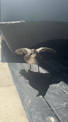 Bird life and death captured around Indonesian pool