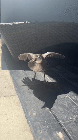 Bird life and death captured around Indonesian pool