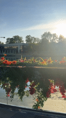 Vibrant flower display observed in urban planter setting