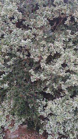 The video displays a close-up, top-down view of a dense bush with variegated green and white leaves. The camera pans slowly, revealing the texture and intricate arrangement of the foliage. As the video progresses, the perspective shifts, offering a wider shot of the bush, which appears to be part of a larger garden or landscape. The bush is healthy and well-maintained, with a mix of light and dark green foliage, interspersed with creamy white edges on the leaves. Some small, dark red berries can be spotted among the greenery, suggesting it might be a fruiting variety. The background consists of other plants and a wall or structure, partially visible. The lighting suggests an outdoor setting, possibly during the day. The overall impression is a static, nature-focused scene, emphasizing the visual appeal of the plant's colors and textures.