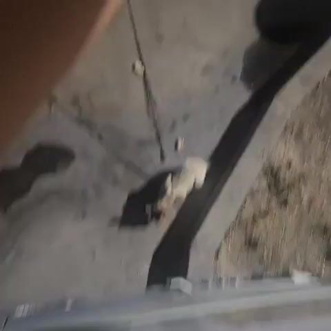 The video shows an overhead view of a light-colored cat with dark facial markings lying on a concrete surface. A black leash is attached to the cat. The cat is positioned next to a curb and a shadow from the cat is cast across the concrete. There are small brown objects scattered on the concrete surface. The background consists of dry vegetation and dirt. The lighting suggests it is daytime with harsh shadows. The camera appears to be positioned at a height, looking down at the scene.