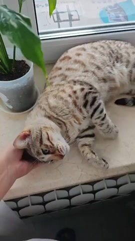 The video shows a person's hand gently petting a light brown tabby cat lying on a windowsill. The cat is relaxed, with its eyes closed and its head tilted back. A potted plant is visible in the background, and a window is behind the cat. The windowsill appears to be made of marble or a similar material. The person's hand is lightly stroking the cat's head and neck.