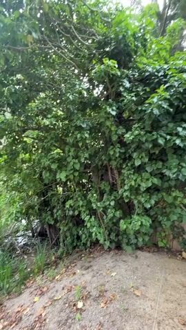 A drone flies low to the ground, moving forward and to the right. The camera captures a dense, green ivy-covered wall that extends horizontally across the frame. The wall is a mix of dark green ivy with some lighter green leaves interspersed. The ground in front of the wall is a light brown dirt path with scattered dry leaves. To the left of the wall, there is a glimpse of water, possibly a lake or pond, with some tall green grass growing along the bank. Above the wall, the branches and leaves of tall trees are visible against a bright, overcast sky. The drone's movement is smooth and steady.