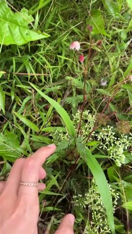 A hand with a ring is seen touching a plant. The plant has delicate pink flowers and feathery leaves. The surrounding environment is lush and green with grass and other foliage. The video appears to be filmed outdoors in a natural setting.