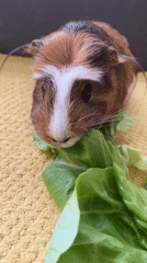 Guinea pig feeding time and morning moments captured