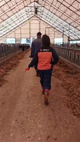 The video shows two people walking down a dirt path inside a large, open barn. The barn has a high, arched roof with exposed beams and white fabric covering. On either side of the path are rows of metal stalls, each containing several cows. The stalls are filled with straw or hay. The person in front is wearing a blue jacket and a dark baseball cap. The person behind them is wearing an orange vest over a dark jacket and dark pants, with plaid boots. The vest has a logo with red lettering. The people are walking away from the camera towards the back of the barn where more cows are visible. The overall environment appears to be a livestock farm or dairy.