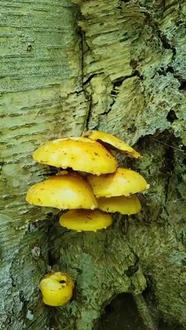 A close-up video shows a cluster of bright yellow mushrooms growing on the bark of a tree. The mushrooms are small, with rounded caps, and are clustered together. Below the main cluster, a smaller cluster of two mushrooms is also visible. The tree bark is rough and textured, with shades of gray and green. The lighting suggests an outdoor, natural environment, possibly a forest. The camera slowly pans slightly, providing a detailed view of the mushrooms and their immediate surroundings on the tree. There are no people or animals visible in the video.