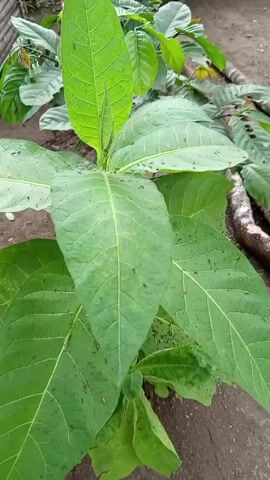 A close-up shot shows a green tobacco plant growing in the ground, in a garden or outdoor setting. A hand reaches toward the plant and hovers over it. Some small branches and bits of organic matter are visible in the background.