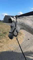 Horses roaming and stabled at a rural property in Estaimpuis