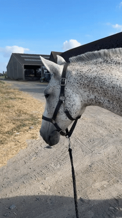 Horses roaming and stabled at a rural property in Estaimpuis