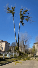 Tree removal crews tackle mistletoe infestation in Hrodna