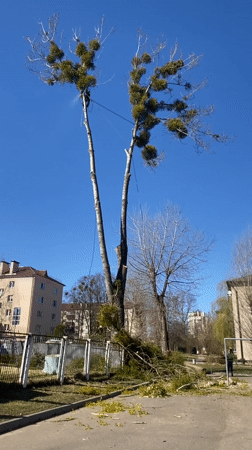 Tree removal crews tackle mistletoe infestation in Hrodna