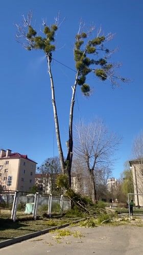 Tree removal crews tackle mistletoe infestation in Hrodna