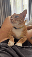 Orange tabby cat rests on owner's lap in Tampaksiring