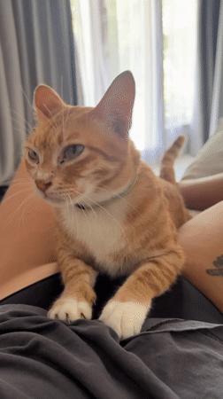 Orange tabby cat rests on owner's lap in Tampaksiring