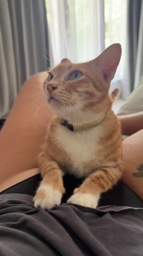 Orange tabby cat rests on owner's lap in Tampaksiring