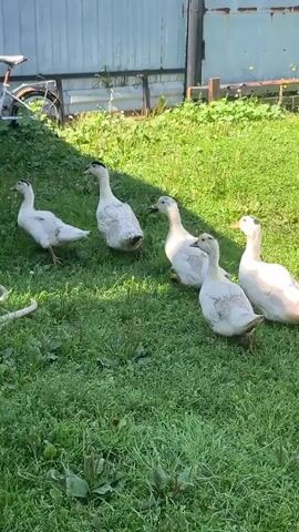 A group of six white ducks are standing in a grassy yard near a white fence. A bicycle is parked behind the fence to the left. In the foreground, a coiled white hose is visible. The ducks are mostly facing towards the right of the frame, and some appear to be interacting with each other. One duck on the far left is facing left.