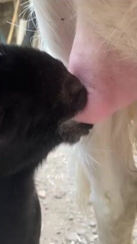 A close-up shot shows a black and white baby goat nursing from a white goat's udder. The baby goat's head is turned to the left, and its mouth is latched onto one of the teats. The white goat's udder is large and pink, with milk dripping from the teat. The background is out of focus, but appears to be a dirt or gravel area with some blurred objects that could be part of a structure or foliage. The lighting is natural and appears to be daylight. The video is very short, lasting only a few seconds.