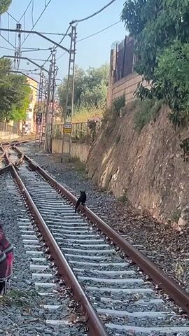 The image displays a black cat walking along railway tracks under a bright, clear sky. The cat is small and positioned on one of the rails in the mid-ground, facing away from the viewer. In the foreground on the left, the shoulder and arm of a person, wearing a multi-colored patterned garment, are partially visible, indicating an observer.

The railway features two main sets of tracks, with a switch or divergence visible towards the left side of the frame. The tracks consist of metal rails laid on sleepers and surrounded by ballast. Overhead power lines (catenary system) are supported by metal poles that run along the side of the tracks.

To the left of the tracks, residential buildings are partially visible amongst green trees and vegetation. On the right, a steep, dry, and rocky embankment rises, topped with a low concrete or stone wall and additional greenery. A small, rectangular yellow sign on a pole is situated between the tracks in the middle distance; its text is not legible but typical of railway warning signs.

The scene depicts an outdoor railway environment, likely in an urban or suburban area of Picassent, Spain, during daylight hours with sunny weather. The primary activity is the cat traversing the railway lines.
