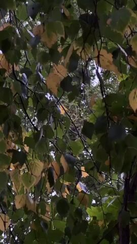 A medium shot captures a cluster of leaves, predominantly green with streaks of yellow, hanging from branches against a muted sky. The camera is positioned beneath the foliage, looking upwards. Some leaves are darker green, others lighter, and a few are clearly yellowing, suggesting the transition into autumn. The branches are thin and dark, sparsely scattered amongst the leaves. The background is a blur of green and grey, indicating a natural, outdoor environment, possibly a forest or park. The lighting is soft and diffused, consistent with an overcast day or a shaded area. There are no people or discernible objects other than the leaves and branches. The scene is static, with no visible movement beyond the natural rustling of leaves if a breeze were present, though none is evident.