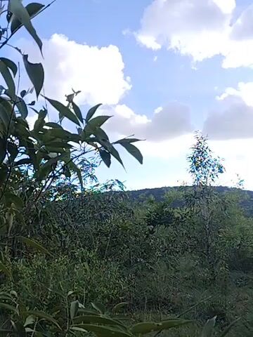 The video begins with a shot of lush green vegetation in the foreground, with large leaves visible on the left side of the frame. The camera then pans slightly to reveal a rolling, tree-covered hill in the background. The sky above is a bright blue, dotted with fluffy white clouds. Sunlight filters through the clouds, creating a somewhat hazy effect. There are no people or discernible objects visible in the video. The overall impression is of a natural, undeveloped landscape.