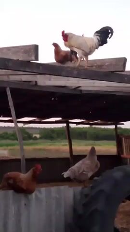 A white rooster with black tail feathers stands on a wooden structure, its comb and wattle are red. A brown hen stands behind it. Below them, on a lower level of the structure, another brown hen sits on the edge. To the right of the brown hen, a light grey hen stands. A large black tractor tire is visible on the right side of the frame. In the background, a field with green trees can be seen under a pale sky.