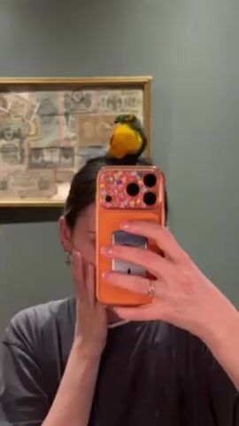 A woman is holding her orange cellphone in front of her to take a selfie. A parrot sits on the top of her head, seemingly stuck in her bun. The woman is asking for help to get the bird unstuck. The background includes a painting and a teal-colored wall.