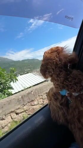 Dog enjoys car ride through Montenegro mountains