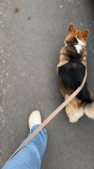 Evening dog walk with corgi captured in Gangloff