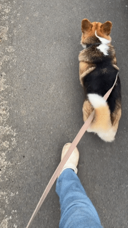 Evening dog walk with corgi captured in Gangloff