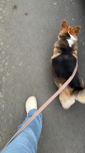 Evening dog walk with corgi captured in Gangloff