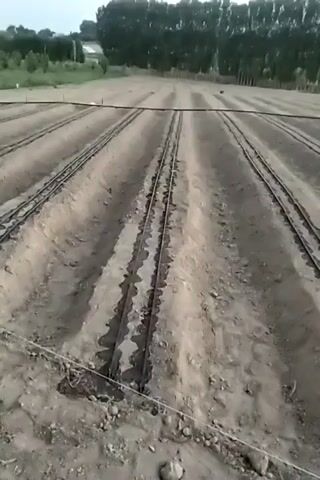 The video shows an agricultural field with multiple rows of freshly tilled soil. In each row, a black irrigation hose or drip tape is laid along the center. The soil appears moist, suggesting recent watering. In the background, a line of trees forms a natural border to the field. The lighting indicates it is either early morning or late afternoon. The camera is positioned at a low angle, looking down the rows. There are no people or animals visible in the frame.