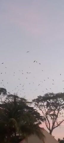 The video shows a twilight sky filled with numerous birds in flight. Below the sky, silhouetted trees and a building with a red roof are visible. Utility poles and wires also appear in the foreground. The scene is still, with the primary action being the movement of the birds against the changing sky.