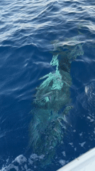 Shark spotted underwater near Sharm El Sheikh from boat