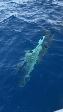 Shark spotted underwater near Sharm El Sheikh from boat