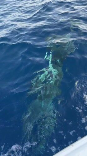 Shark spotted underwater near Sharm El Sheikh from boat