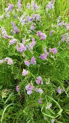 A close-up, low-angle shot shows a patch of blooming wildflowers, likely in a grassy field. The flowers are small and delicate, with clusters of pale purple and pink petals. They are set against a backdrop of lush green foliage and tall grass, suggesting a natural, outdoor environment. The lighting indicates it could be daytime, possibly morning or late afternoon, given the soft, diffused light. There are no people or explicit objects, but the scene evokes a sense of nature's beauty and tranquility. The location is specified as Gribchikha, Russia, which adds a geographical context to the natural setting. The video is brief and focuses solely on the visual of the flowers swaying gently.