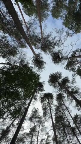A low-angle perspective looking up through a forest canopy reveals tall, slender trees reaching towards a pale sky with scattered clouds. The branches of the trees are dark green and densely packed, obscuring much of the sky. The camera appears to be slowly rotating, offering a circular view of the forest from below. The lighting is natural, suggesting it is daytime. No people or animals are visible in the frame. The environment is clearly a forest.