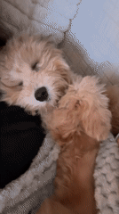 Puppy sleeps peacefully on blanket in Sofia