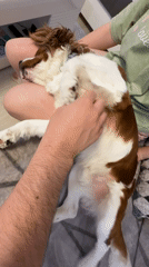 Cavalier King Charles Spaniel naps and gets pampered in Dobrich