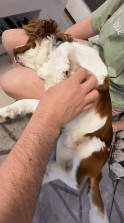 Cavalier King Charles Spaniel naps and gets pampered in Dobrich
