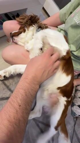 Cavalier King Charles Spaniel naps and gets pampered in Dobrich