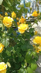 Garden blooms attract butterflies in Russian village morning